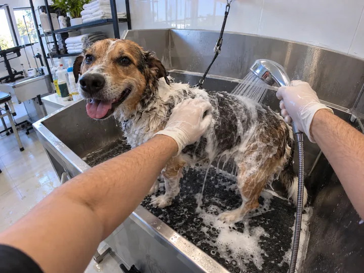 Gloved hands bathing a happy mixed-breed dog in a grooming tub with a shower head